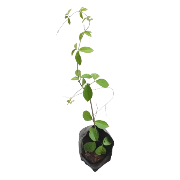 Cat’s Claw Creeper Live Plant Best Flowering Creeper - Pack Of 10 - Image 3