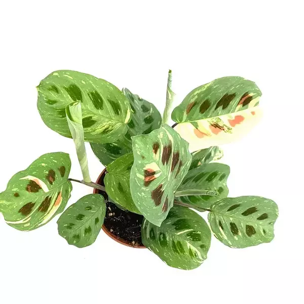 Maranta Leuconeura Kerchoveana Variegated