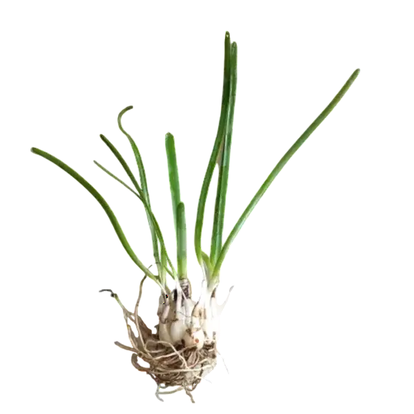 Rain Lily White (Zephyranthes Candida)