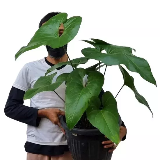 anthurium watermaliense