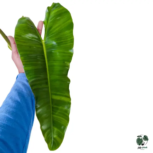 Philodendron Burle Marx Kerala Hybrid