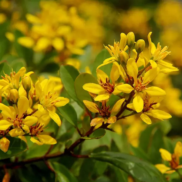 Galphimia Gracillis Plant