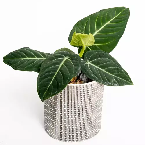 anthurium villenaorum