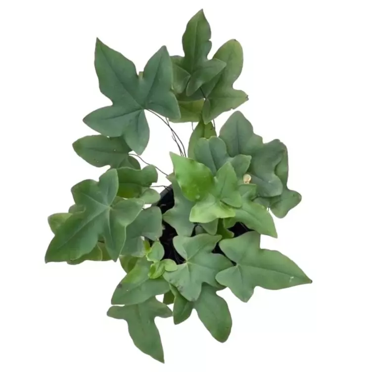 Doryopteris Ludens Fern