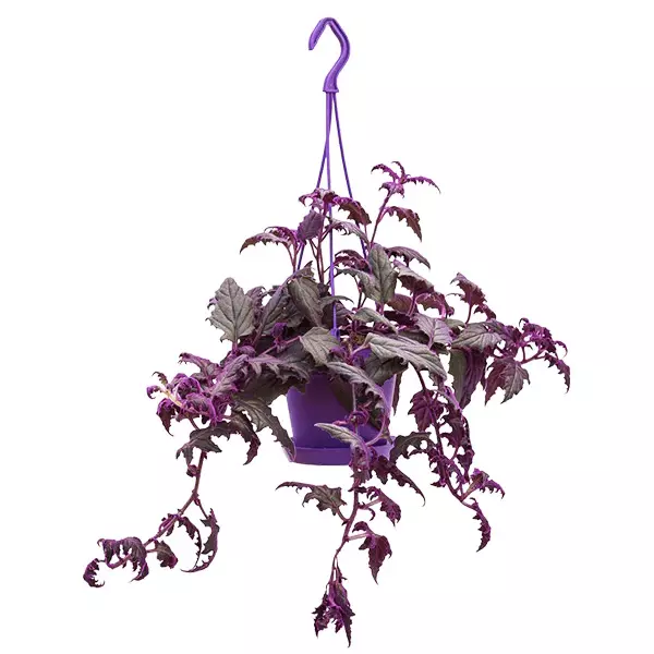 Purple Passion - Gynura Aurantiaca