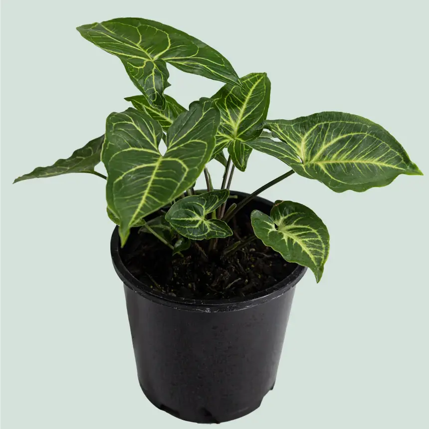 Syngonium albolineatum