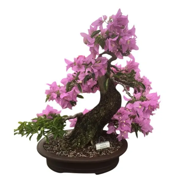 Bougainvillea Silhouette Pink Flower