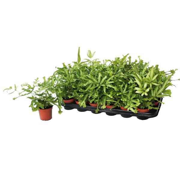 Pteris cretica mayii