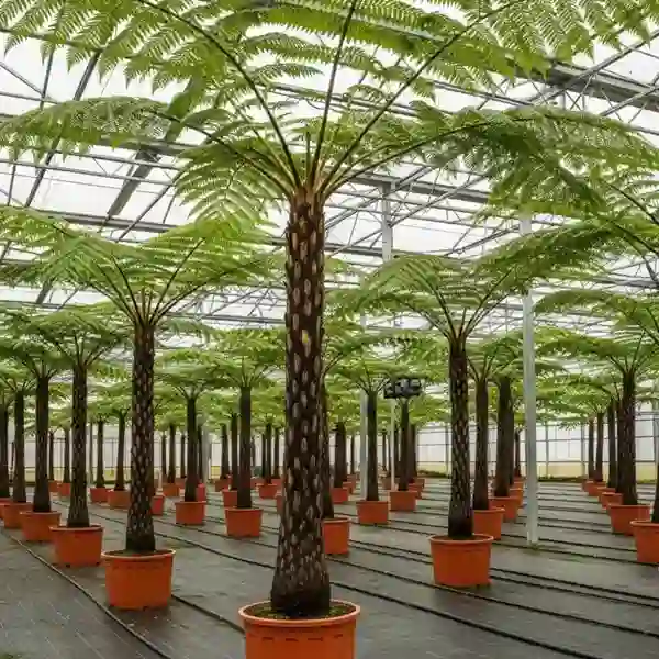 Australian Tree Fern