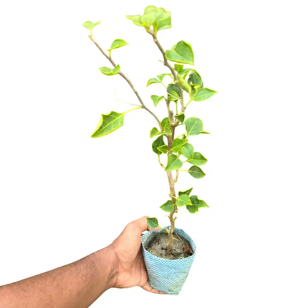 Bougainvillea Monalisa Red