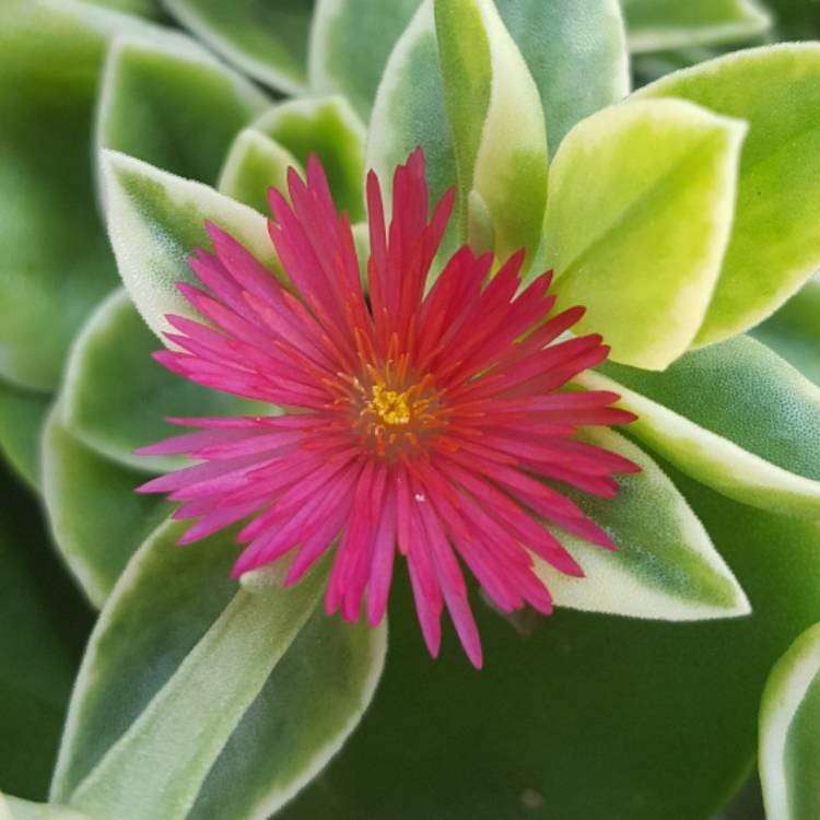 Baby Sunrose 'Variegated'(Heart leaf ice plant) - Image 3