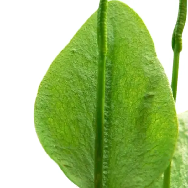 Ophioglossum Reticulatum