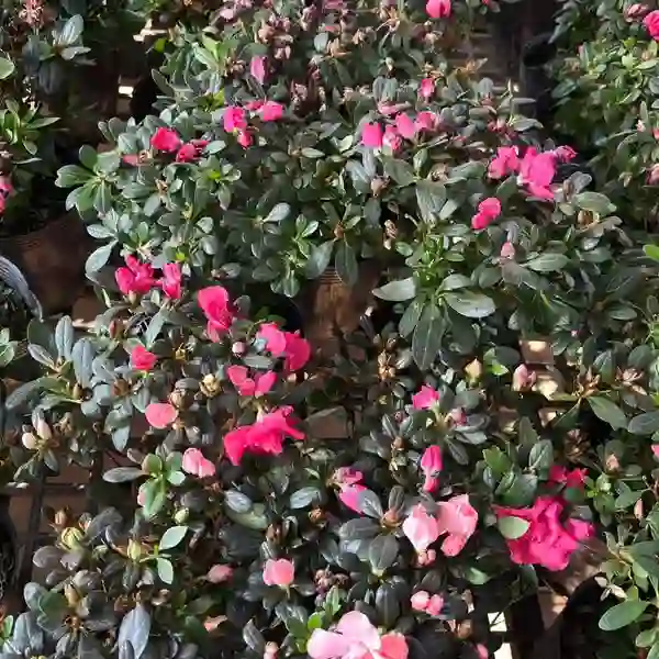 Azalea plant