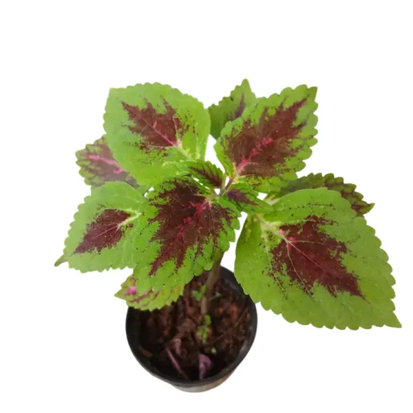 Coleus plant