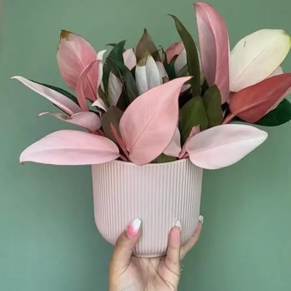 Philodendron Pink Congo - Rare