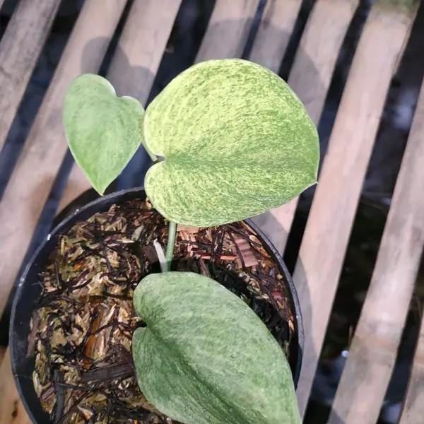 Scindapsus Jade Satin Mint variegated