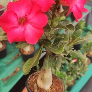 Adenium