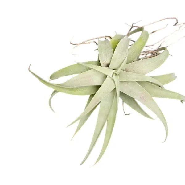 Tillandsia hondurensis