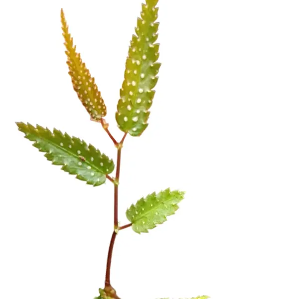 Begonia pteridiformis