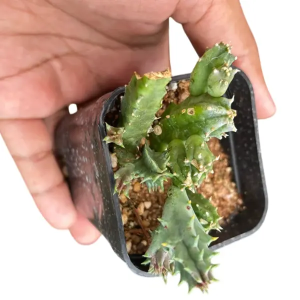 Huernia Saudi-Arabica