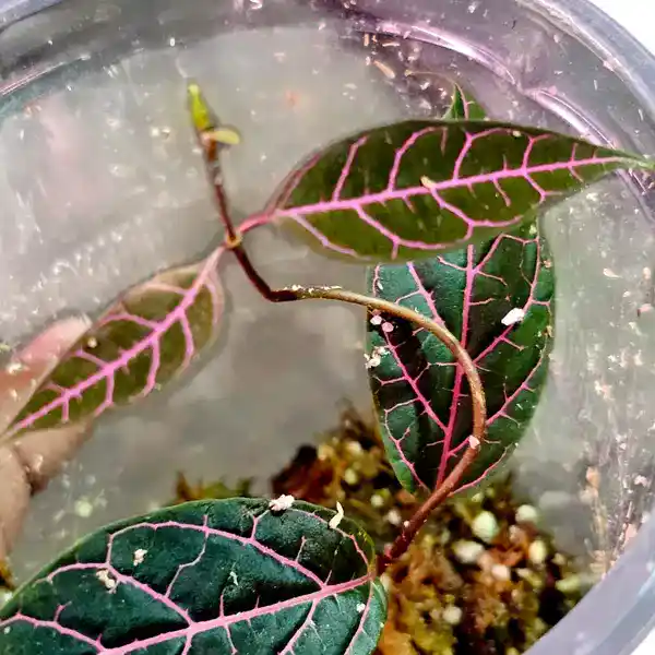 Prestonia Quinquangularis