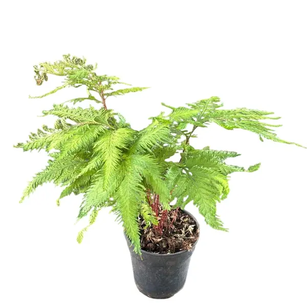 Selaginella umbrosa