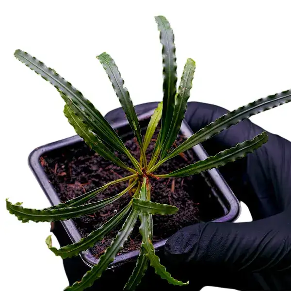 Fenestratum Mulyadii