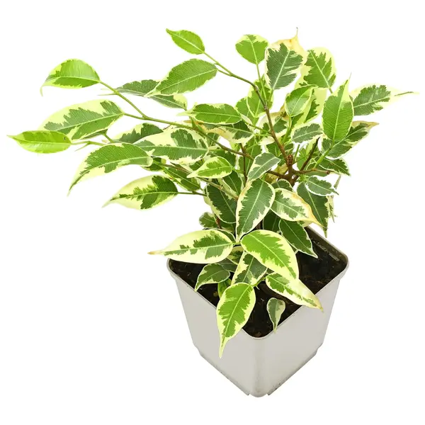 Ficus Safari Plant