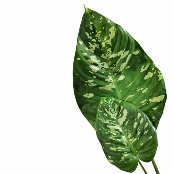 Schismatoglottis sp Calyptrata