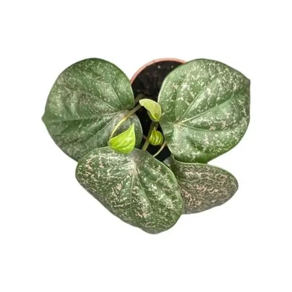 Piper Mint Variegated - Rare