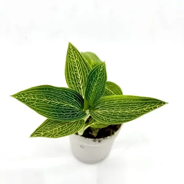 Ludisia Discolor Alba Variegated