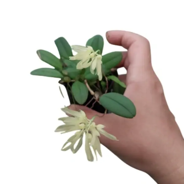 bulbophyllum purpurascens