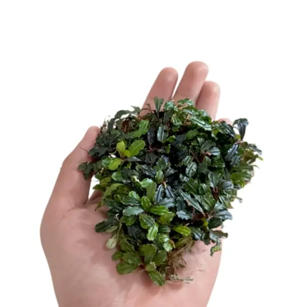 Bucephalandra Mini Phantom