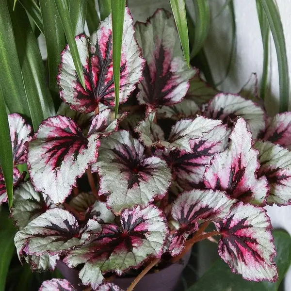 Rex Begonia First Blush