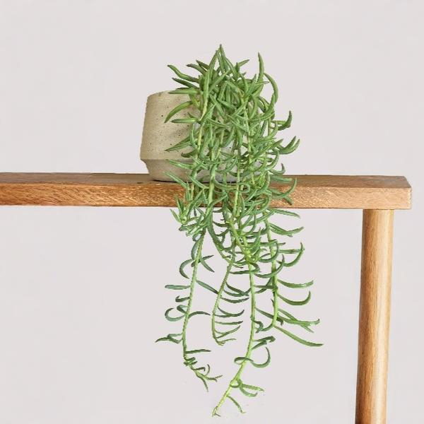 String OF Fish Hooks Plant