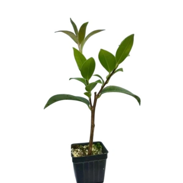 Camellia japonica - Japanese Camellia