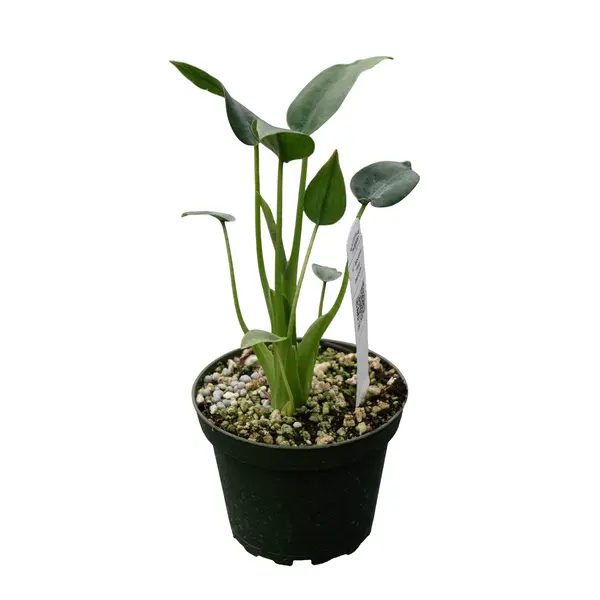 Alocasia Tiny Dancer