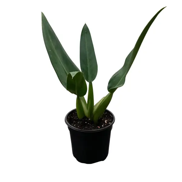 Philodendron Martianum Fatboy - Rare