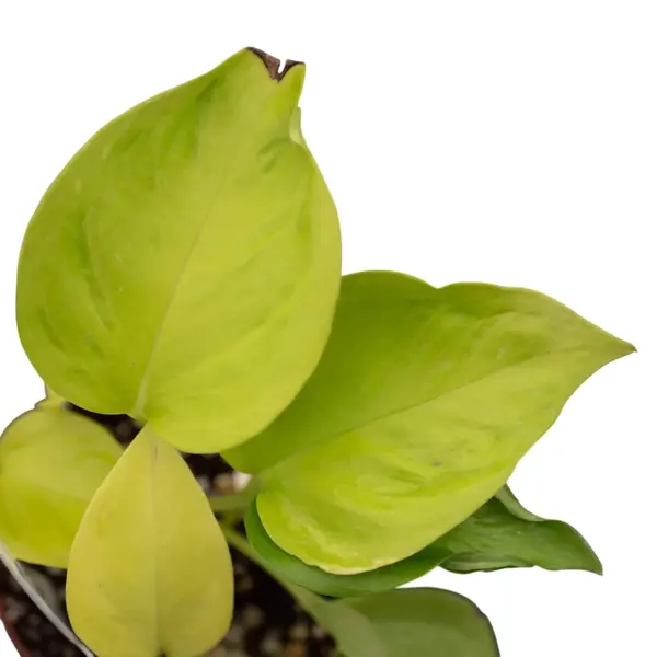 Cobra Pothos