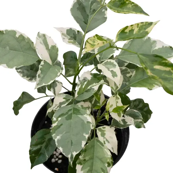 China Doll Variegated