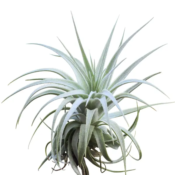 Tillandsia Gardneri