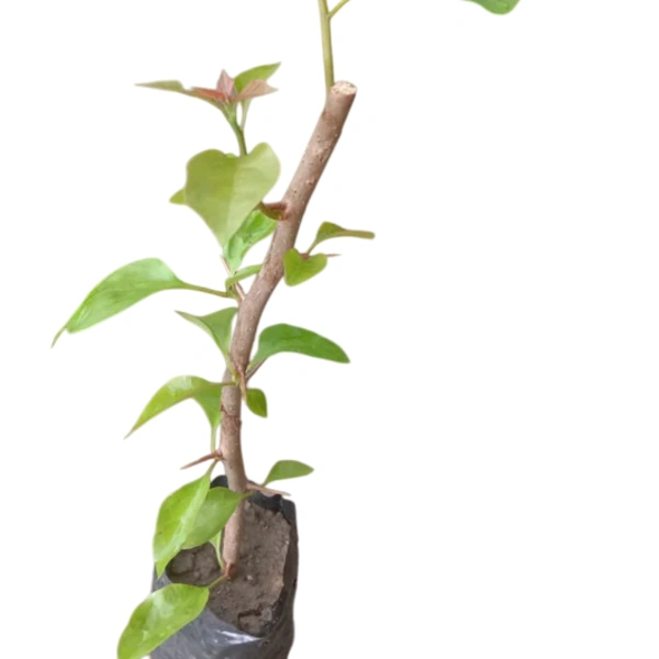 Bougainvillea Orange Glow