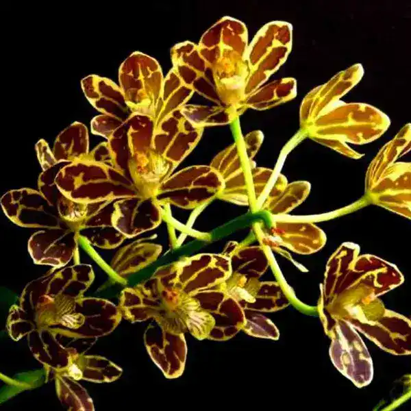 Grammatophyllum Scriptum Blooming stage