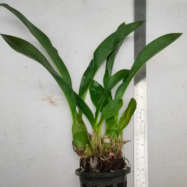 Grammatophyllum Green Blooming Stage - Image 2