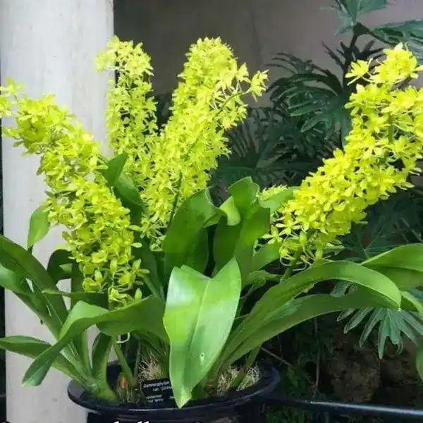 Grammatophyllum Green Blooming Stage