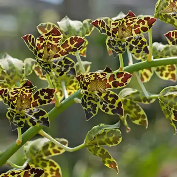 Grammatophyllum Pakkret Leo Asgard