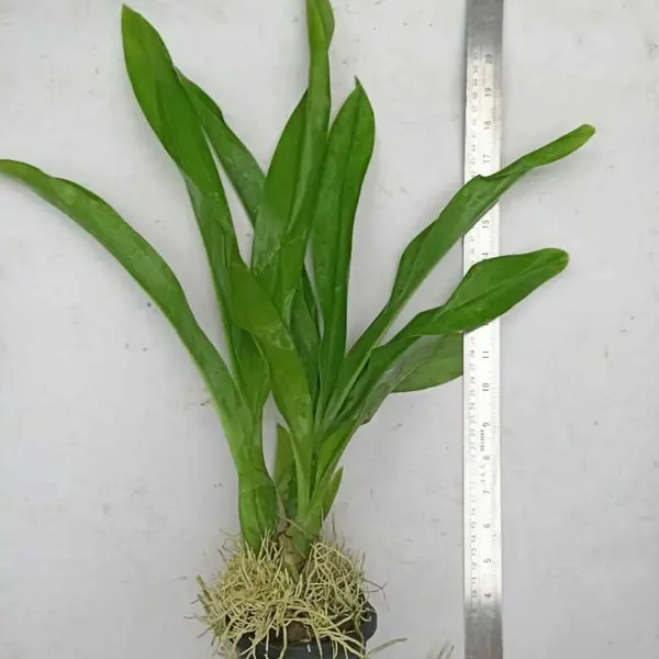 Grammatophyllum Scriptum Blooming stage - Image 2