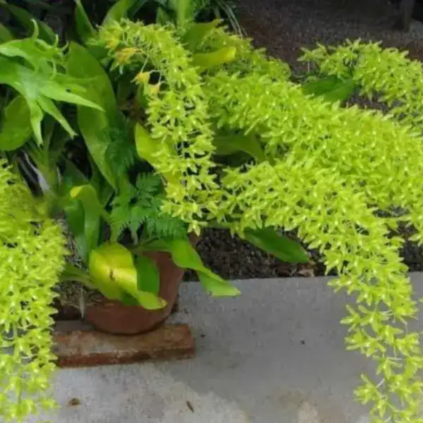 Grammatophyllum Scriptum Green Seedlings