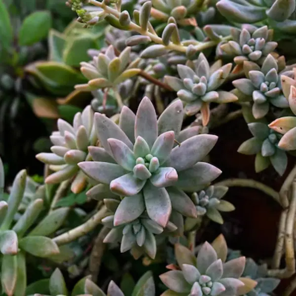 Graptosedum 'Francesco Baldi'