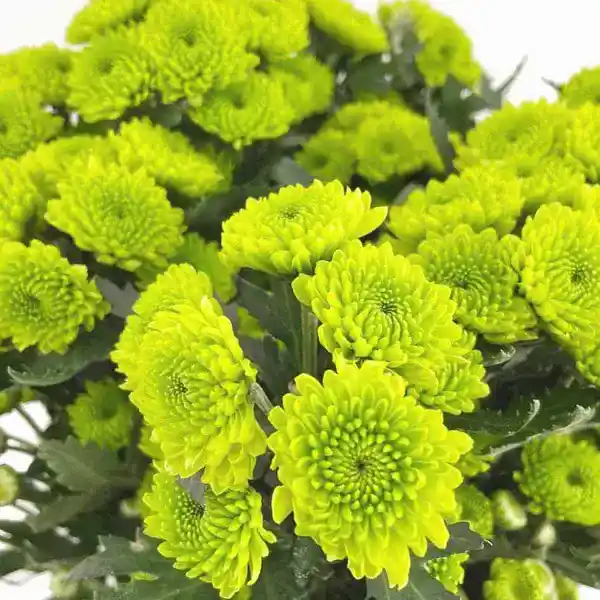 Jamanthi,Chrysanthemum - Rare